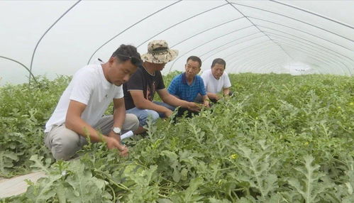 發展優質瓜菜種植與技術創新，開拓農業增效與農民增收新路徑