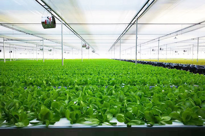 綠菱科技攜手恒熱集團，共繪農業種植技術新藍圖