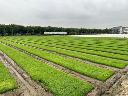 農業社會化服務 破解“誰來種地、如何種好地”難題，驅動種植技術革新