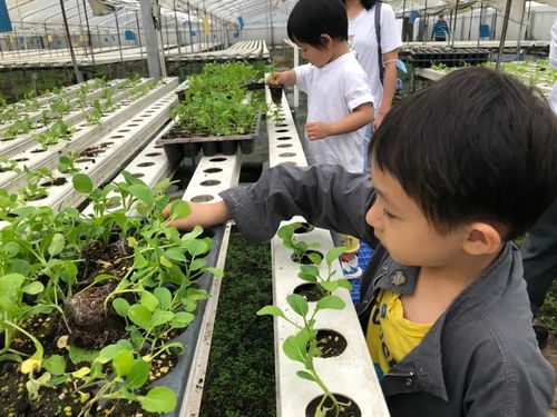 當城市農學家，探秘無土栽培蔬菜工廠，感受農業科技之光