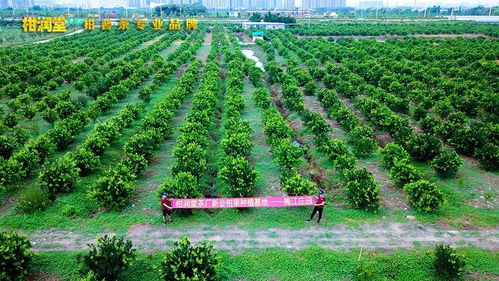 揭秘柑潤堂 參股種植梅江莊園與自建工廠背后的戰略布局與技術深耕