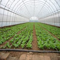 溫室大棚草莓立體種植 現代農業觀光與采摘園的全新實踐